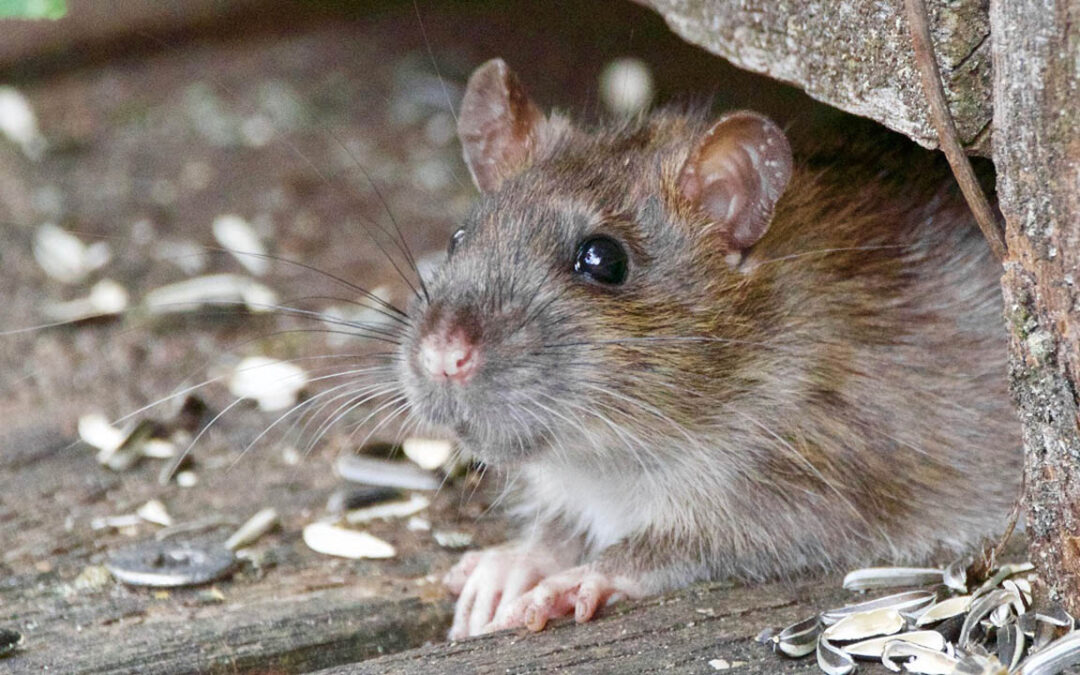 Topi in casa, come riconoscerli e come allontanarli definitivamente