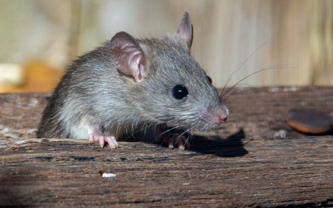 Veleno per topi, come utilizzarlo. Attenzione agli animali domestici