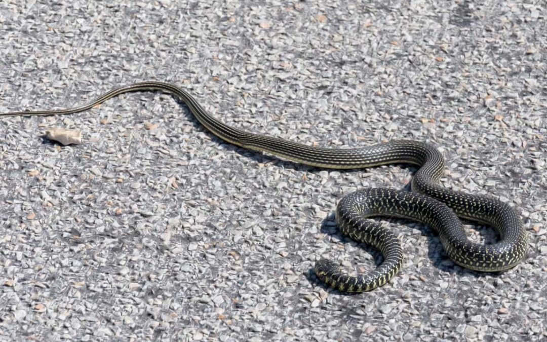 Come allontanare i serpenti dal giardino di casa e del condominio