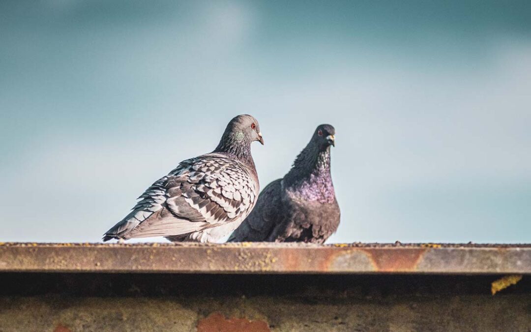 Attenzione al guano dei piccioni, come evitare malattie ed infezioni