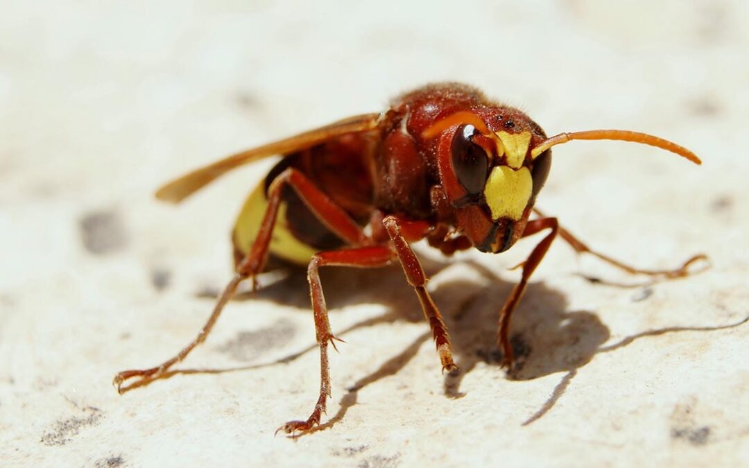 Continua l’allerta sulla Vespa Orientalis, ecco cosa è successo di recente