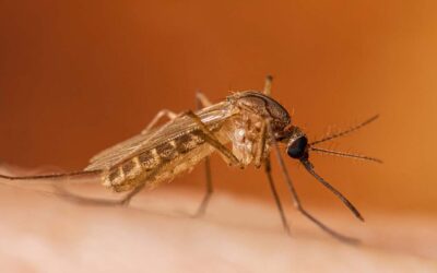 Virus West Nile in Emilia Romagna, nuove indicazioni sulla prevenzione