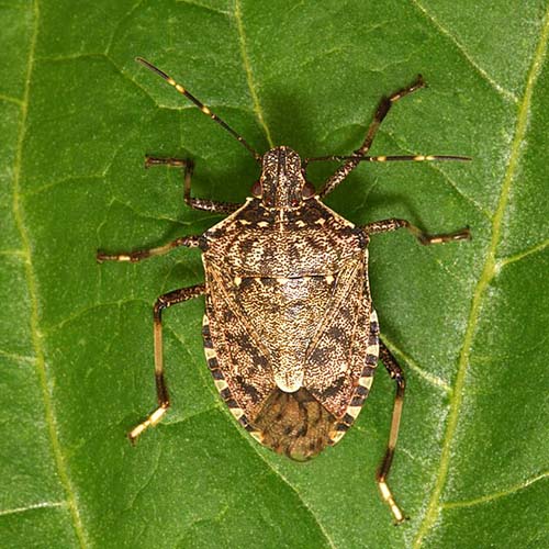 Pesciolino d’argento (Lepisma saccharina)