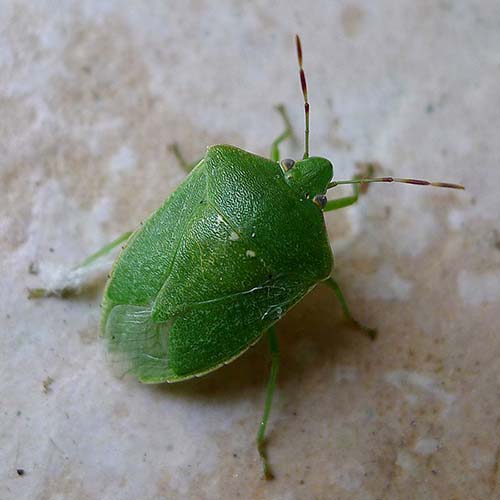 Pesciolino d’argento (Lepisma saccharina)