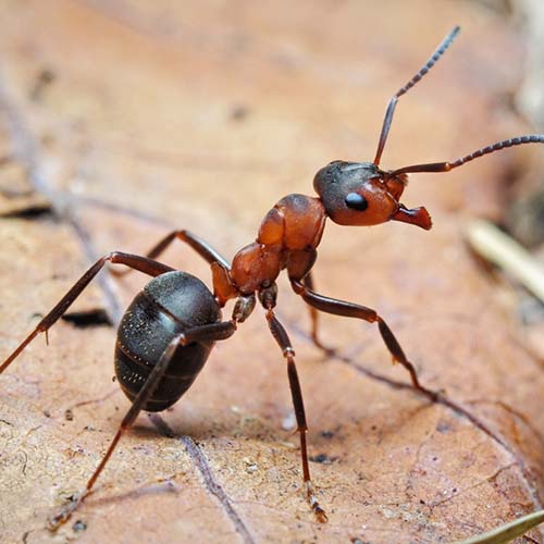 Pesciolino d’argento (Lepisma saccharina)