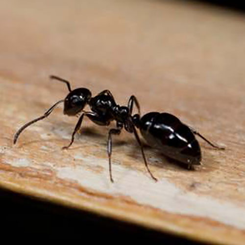 Pesciolino d’argento (Lepisma saccharina)